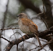 Swahili sparrow (passer suahelicus), Tarangire N.P